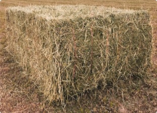 Alfalfa Hay