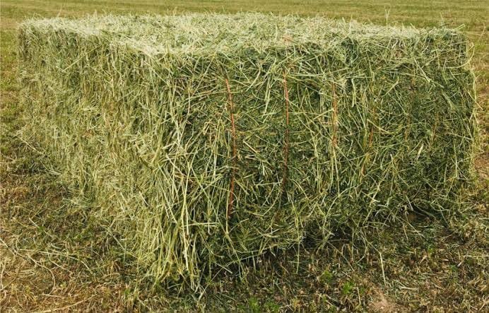 Animal Feed