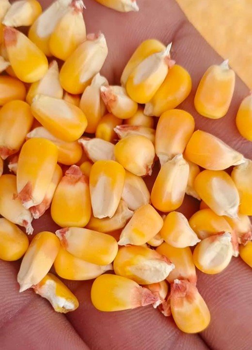 Yellow Maize