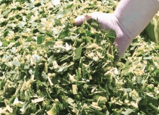 Corn Silage